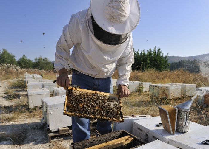 bee keeper crete T photography shutterstock