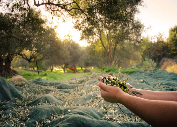 harvesting olive oil Georgios Tsichlis shutterstock