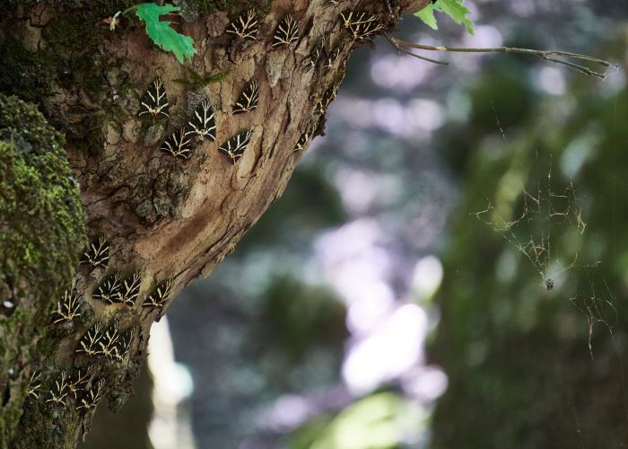 valley of butterflies T.R. Originals shutterstock