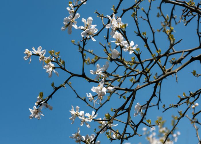 bitter orange blossom