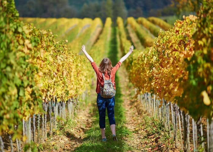 vineyard fall