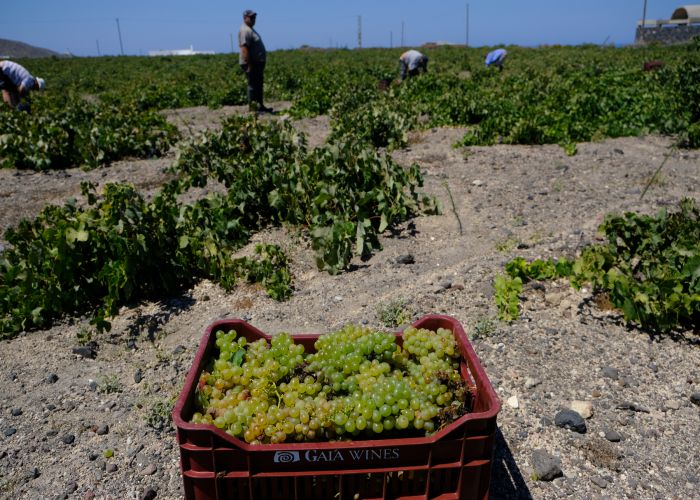 grape picking santorini Alexandros Michailidis shutterstock